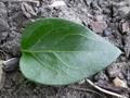 large periwinkle